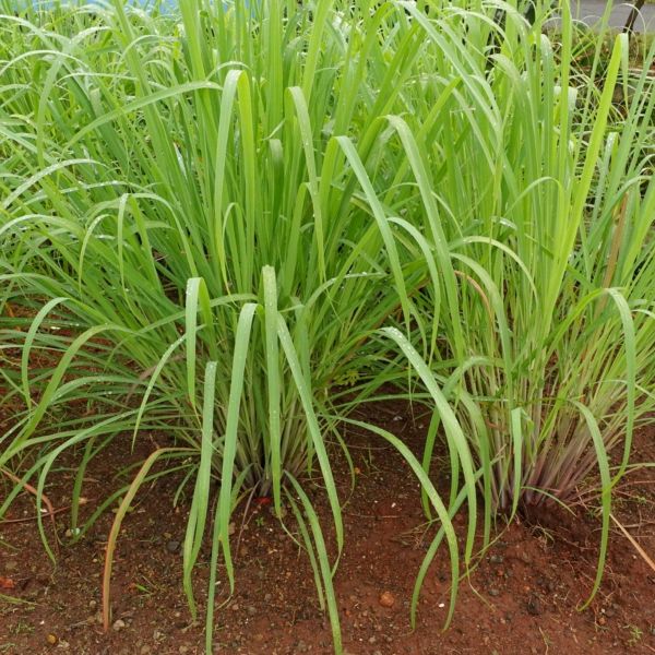 Lemongrass image