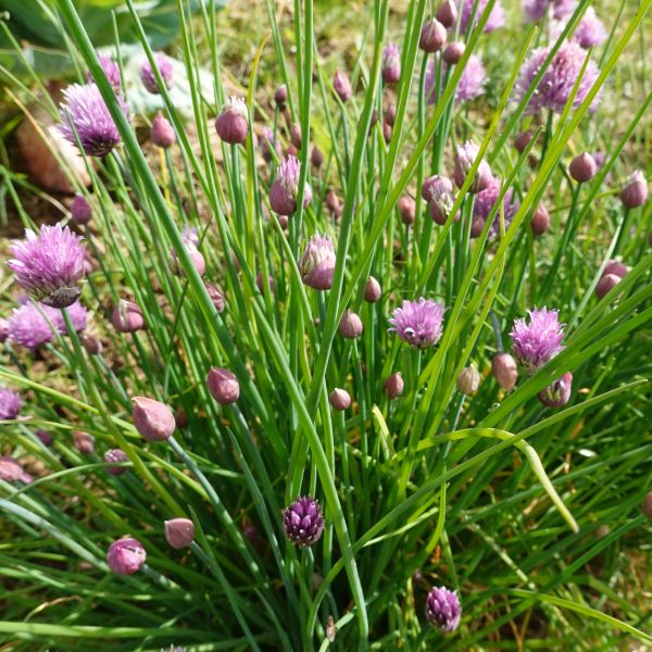 Chives image