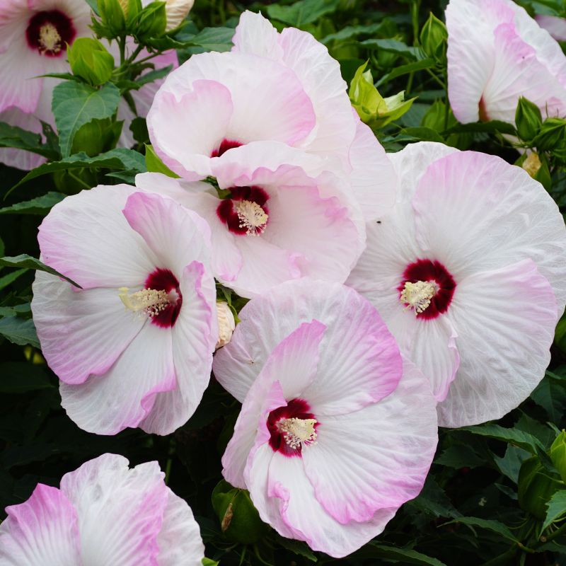 Luna Pink Swirl Hibiscus image