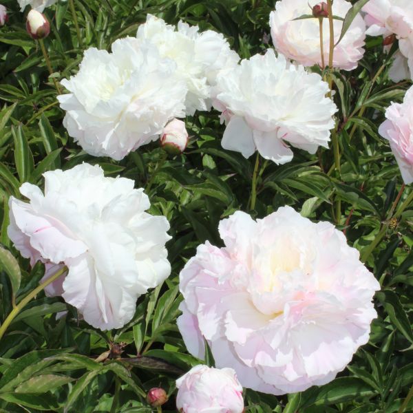 Shirley Temple Peony image