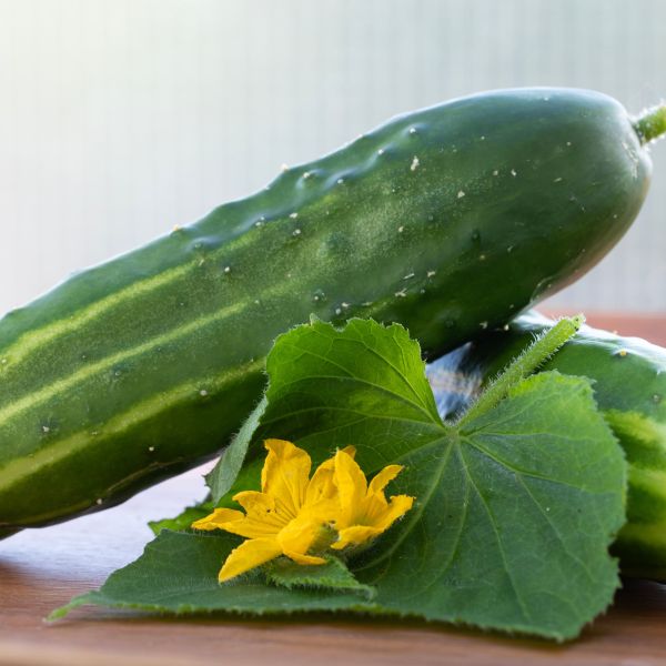 Cucumber Saladmore image