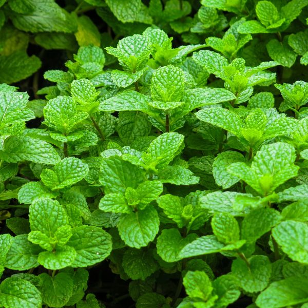 Spearmint Mint image