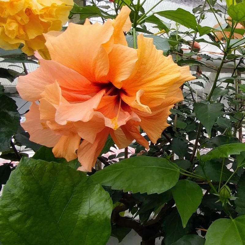 Double Peach Tropical Hibiscus image