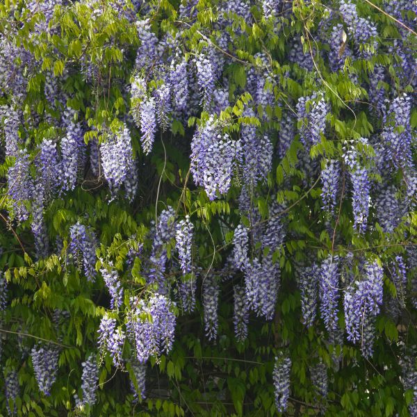 Blue Chinese Wisteria Tree image