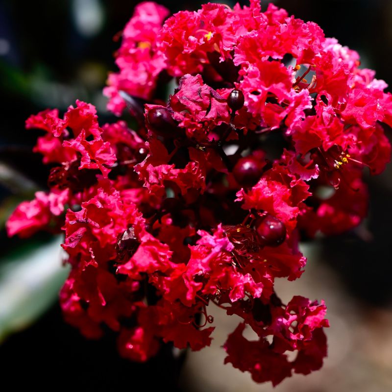 Dynamite Crape Myrtle image