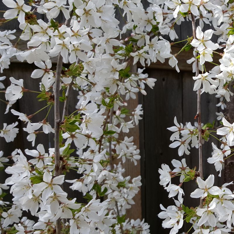 White Snow Fountain Weeping Cherry image