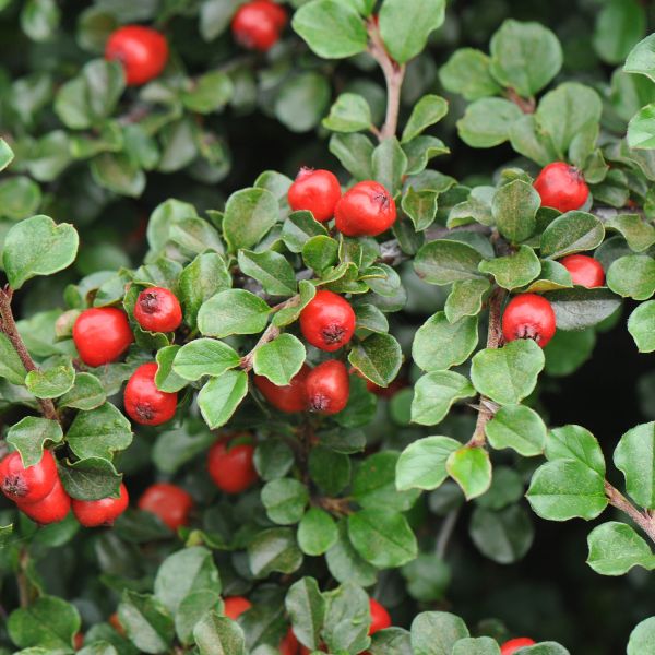 Cranberry Cotoneaster (Cotoneaster apiculatus) - Hardy Ornamental Shrub ...