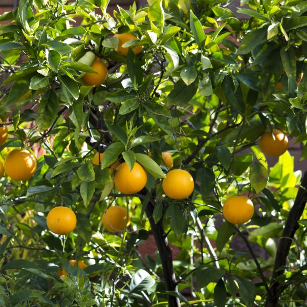 Navel Orange Trees for Sale
