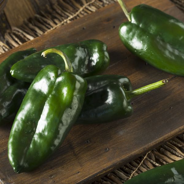 Chile Pepper Poblano image