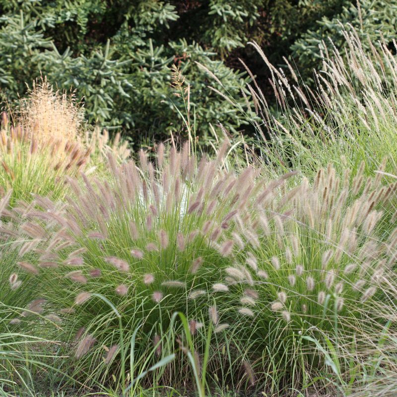 Little Bunny Fountain Grass image