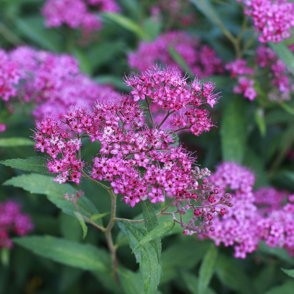 Little Bonnie Dwarf Spiraea: Buy Spiraea x bumalda 'BL0601' Online