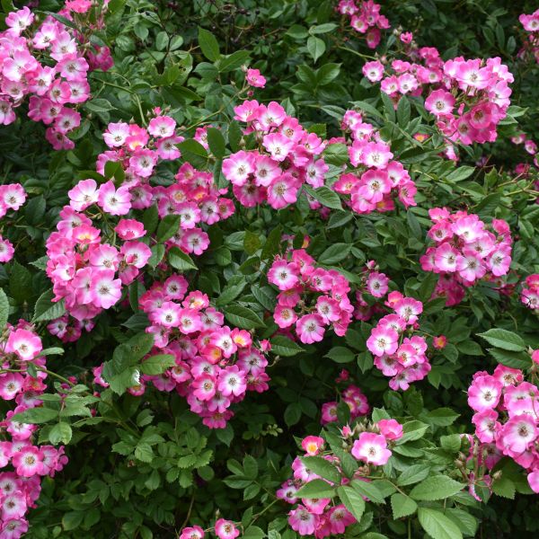 Shop Care [Your (Rosa Stunning Brand/Website] \'Meijocos\') | Easy - Drift Blooms the & Rose Groundcover Beautiful Pink