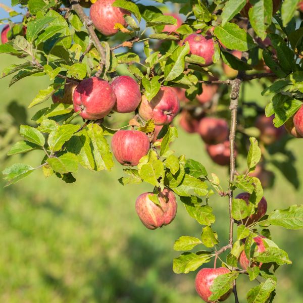 Stunning Scarlet Sentinel Columnar Apple Tree: Perfect for Small ...