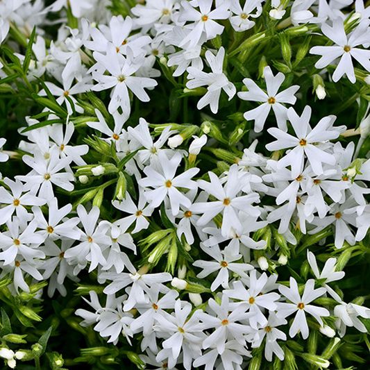 Snowflake Creeping Phlox image