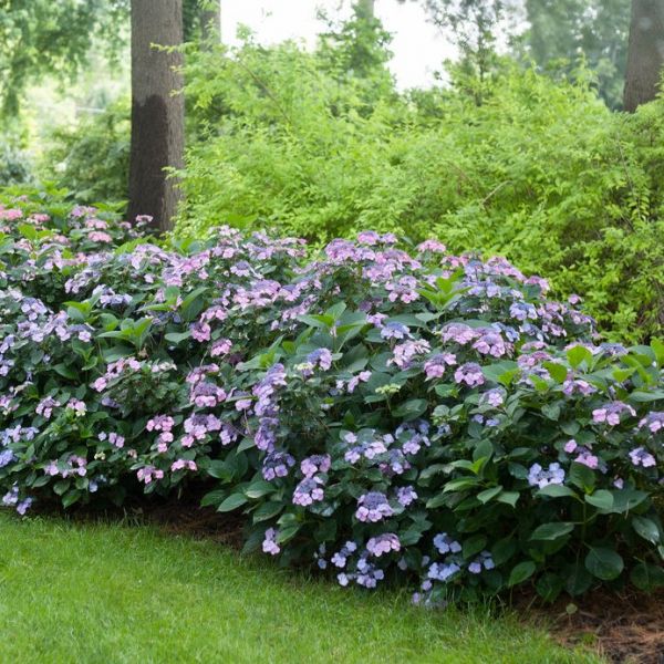 Tiny Tuff Stuff™ Hydrangea 