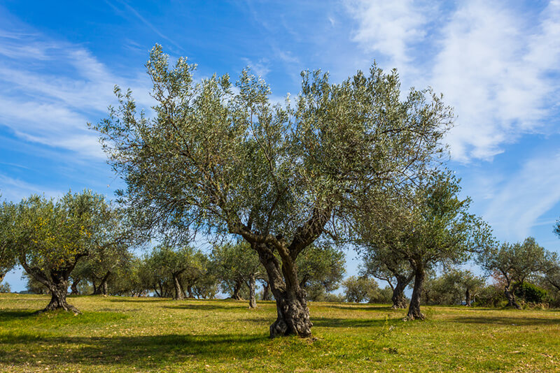 Are Olive Trees Right For Your Yard?