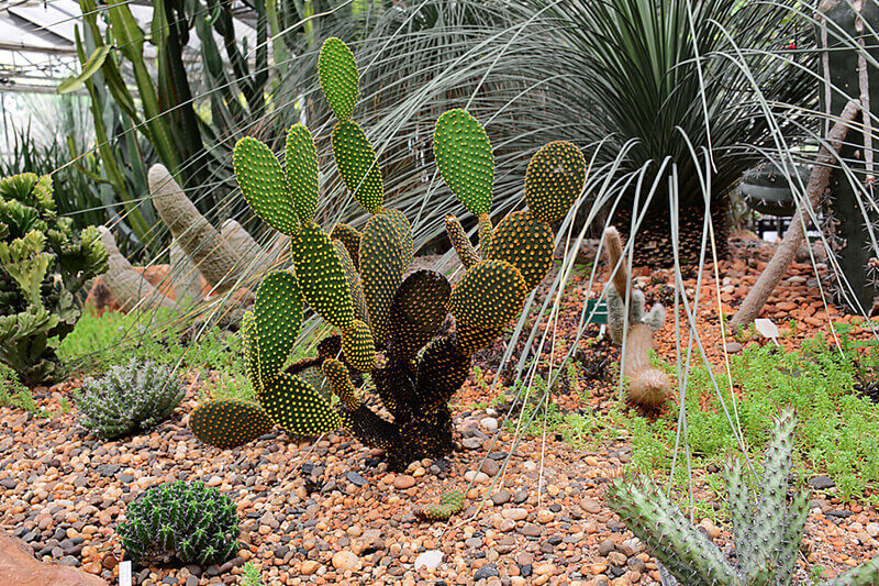 arizona plants